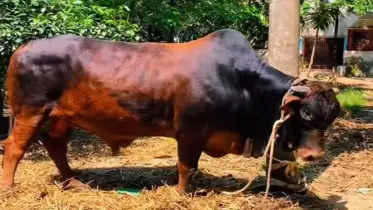 এবার কুরবানির হাট কাঁপাবে চাটখিলের যুবরাজ