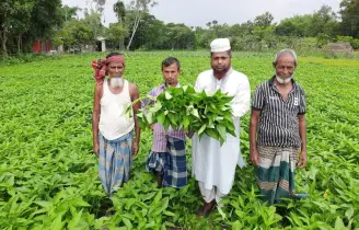 পুষ্টিগুণে ভরপুর গিমা কলমি শাক চাষে বাহুবলের কৃষকের সাফল্য