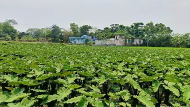 কচু চাষে সফল নবীনগরের কৃষকরা