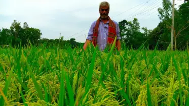 নাগরপুরে ধান চাষে কৃষকের মুখে হাসি