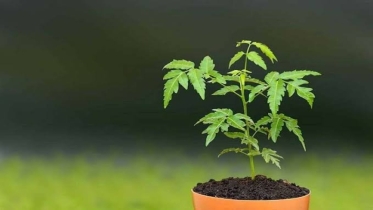 বিলুপ্তির পথে প্রাকৃতিক চিকিৎসার আশীর্বাদ নিম গাছ
