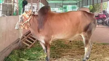 ঈদুল আজহা উপলক্ষ্যে বেরোবিতে প্রথমবারের মত কোরবানির আয়োজন