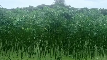 চাঁদপুরে পাটের বাম্পার ফলনের আশা