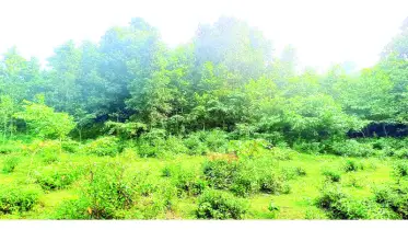 জীববৈচিত্র্য রক্ষায় গারো পাহাড়ে সৃজন করা হচ্ছে মিশ্র বন