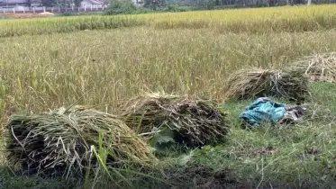 নালিতাবাড়ীতে পলাতক আসামি পক্ষের পাকা ধান কেটে নিল বাদীপক্ষের লোকজন 