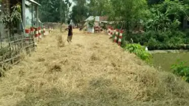 সড়কের উপর ধান শুকানোর ধুম ঘটতে পারে বড় ধরনের দুর্ঘটনা