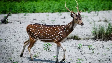 হরিণ কোরবানি কি জায়েজ?