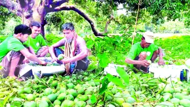 আমের বাজার ও রপ্তানিতে সম্ভাবনা