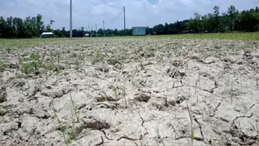 নোয়াখালীর চরাঞ্চলে ভূগর্ভস্থ পানি দিয়ে চাষাবাদ, জলসংকটের শঙ্কা বাড়ছে