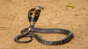 বর্ষা মানেই সাপের ভয়: কতটা প্রস্তুত আমরা?