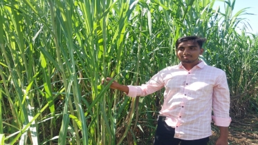 সাটুরিয়ায় ঘাস চাষে সাফল্য, বছরে ৪০ লাখ টাকা আয় করছেন কলেজ ছাত্র
