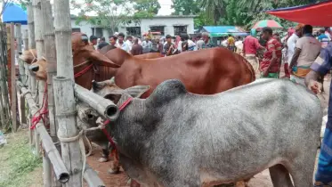 নাটোরে কোরবানির জন্য প্রস্তুত ৫ লক্ষ পশু