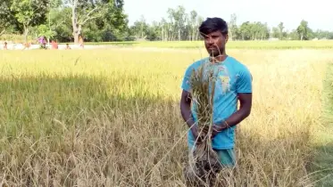 কুড়িগ্রামে শত্রুতার জেরে বেড়ে চলছে ফসল নষ্টের ঘটনা