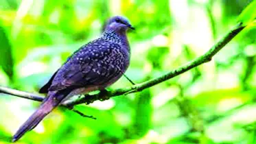 বিলুপ্তির পথে তিলা ঘুঘু