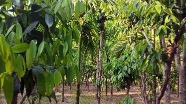 তেজপাতা বাণিজ্যিকভাবে চাষ করে লাভবান চাষি