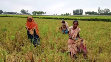 ধানের শীষ কুড়িয়ে প্রান্তিক মানুষের বেচেঁ থাকার সংগ্রাম