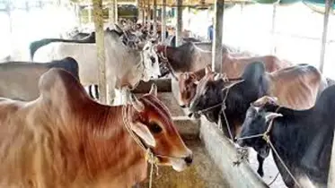 চাই সঠিক পরিচর্যা