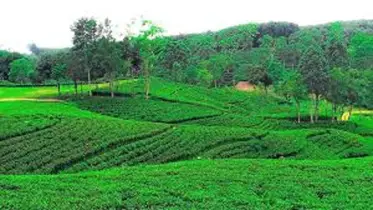 ছুটিতে শ্রীমঙ্গলে
