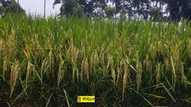লবণাক্ততা সহনশীল ও ব্লাস্ট রোগ প্রতিরোধীসহ আরও তিনটি জাত উদ্ভাবন করলো ব্রি