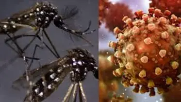 বিষয় ॥ ডেঙ্গু ও করোনা