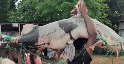 এক বাগাইড়ে বদলে গেল ছিদ্দিক হালদারের ভাগ্য