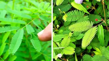 লজ্জাবতী গাছ: প্রাকৃতিক ঔষধি শক্তিতে ভরপুর এক বিস্ময় বনজ উদ্ভিদ