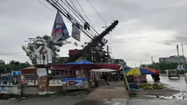 গাইবান্ধায় গাছ উপড়ে বিদ্যুতের তারের ওপর, দুর্ঘটনার শঙ্কা