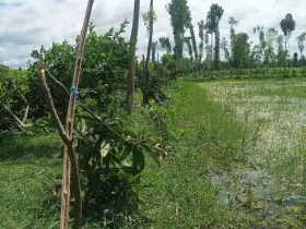 রাজারহাটে রাতের আঁধারে তিন শতাধিক ফলজ গাছ কর্তন!
