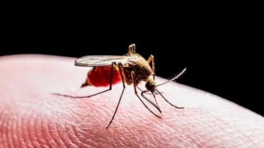 মশার কয়েল স্বাস্থ্যের জন্য কতটুকু নিরাপদ?