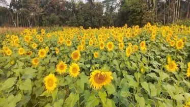 মতলব উত্তরে জনপ্রিয় হয়ে উঠেছে সূর্যমুখী চাষ 