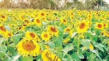 সিরাজগঞ্জের যমুনার ধু-ধু বালিয়াড়িতে সুর্যমুখী ফুলের চাষ