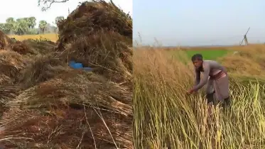 ২ ফসলি জমি থেকে ৩ ফসলি জমিতে পরিনত নড়াইলের বিস্তীর্ণ এলাকা