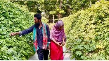 টিউশনির টাকায় শুরু, এখন লাখপতি কৃষক! করলায় স্বপ্ন বুনছেন মহিউদ্দিন দম্পতি