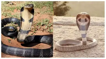 ছোট সাইজ, বড় বিষ! রাজত্ব হারাবে কিং কোবরা?