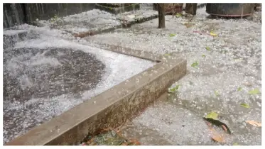 কালিয়াকৈরে শিলাবৃষ্টিতে ফসলের ব্যাপক ক্ষতি 