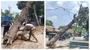 জনকণ্ঠে প্রতিবেদন প্রকাশের পরে অবশেষে অপসারণ হচ্ছে সেই গাছ 