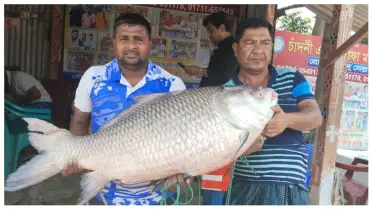 পদ্মার কাতলে চমক! দুই মাছের দাম ৮২ হাজার টাকা