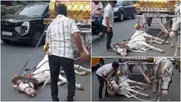 রাস্তায় লুটিয়ে পড়লো ঘোড়া, ভিডিও ঘিরে সমালোচনার ঝড়