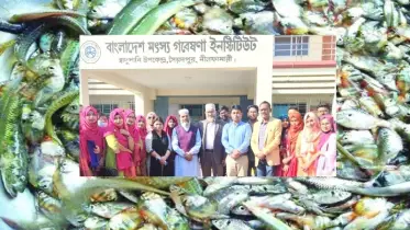 দেশীয় মাছ রক্ষায় সাফল্য: চাষ হচ্ছে ১২ বিলুপ্তপ্রায় প্রজাতির মাছ!