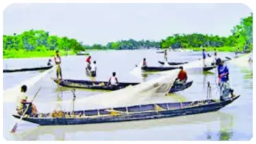 কালি-আঁধার ও ঢলের পরিবেশ হলেই ডিম ছাড়বে হালদার মা মাছ