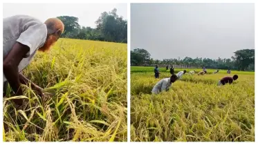 কুড়িগ্রামে বোরো ধানের বাম্পার ফলন, দামে হতাশ কৃষক