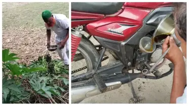 গাছের রসেই দৌড়াল ইঞ্জিন, ডিমলায় জ্বালানি বিস্ময়!
