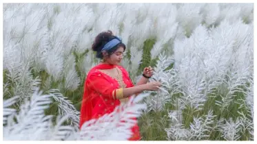 হারিয়ে যাচ্ছে কাশফুল, নিঃশব্দে বিদায় নিচ্ছে শরৎকালের সৌন্দর্য
