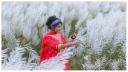 হারিয়ে যাচ্ছে কাশফুল, নিঃশব্দে বিদায় নিচ্ছে শরৎকালের সৌন্দর্য