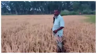 দুর্বৃত্তদের বিষ প্রয়োগে কৃষকের মাঠজুড়ে ধ্বংস, থানায় অভিযোগ
