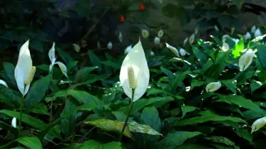 পিস লিলির ফুল ফোটানোর চাবিকাঠি—জানালার পাশে রাখার কৌশল