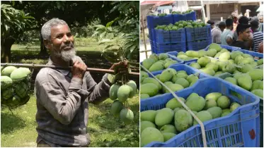 রাজশাহীর বাজারে আজ থেকে মিলবে পাকা আম