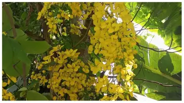 গ্রীষ্মের রুক্ষ প্রকৃতিতে শোভা ছড়াচ্ছে সোনালু ফুল 