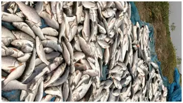 শত্রুতার জেরে মাছের ঘেরে বিষ প্রয়োগ, আটক ২