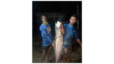 কুমিল্লার গোমতী নদীতে জেলেদের জালে ধরা পড়ল বিশাল বোয়াল